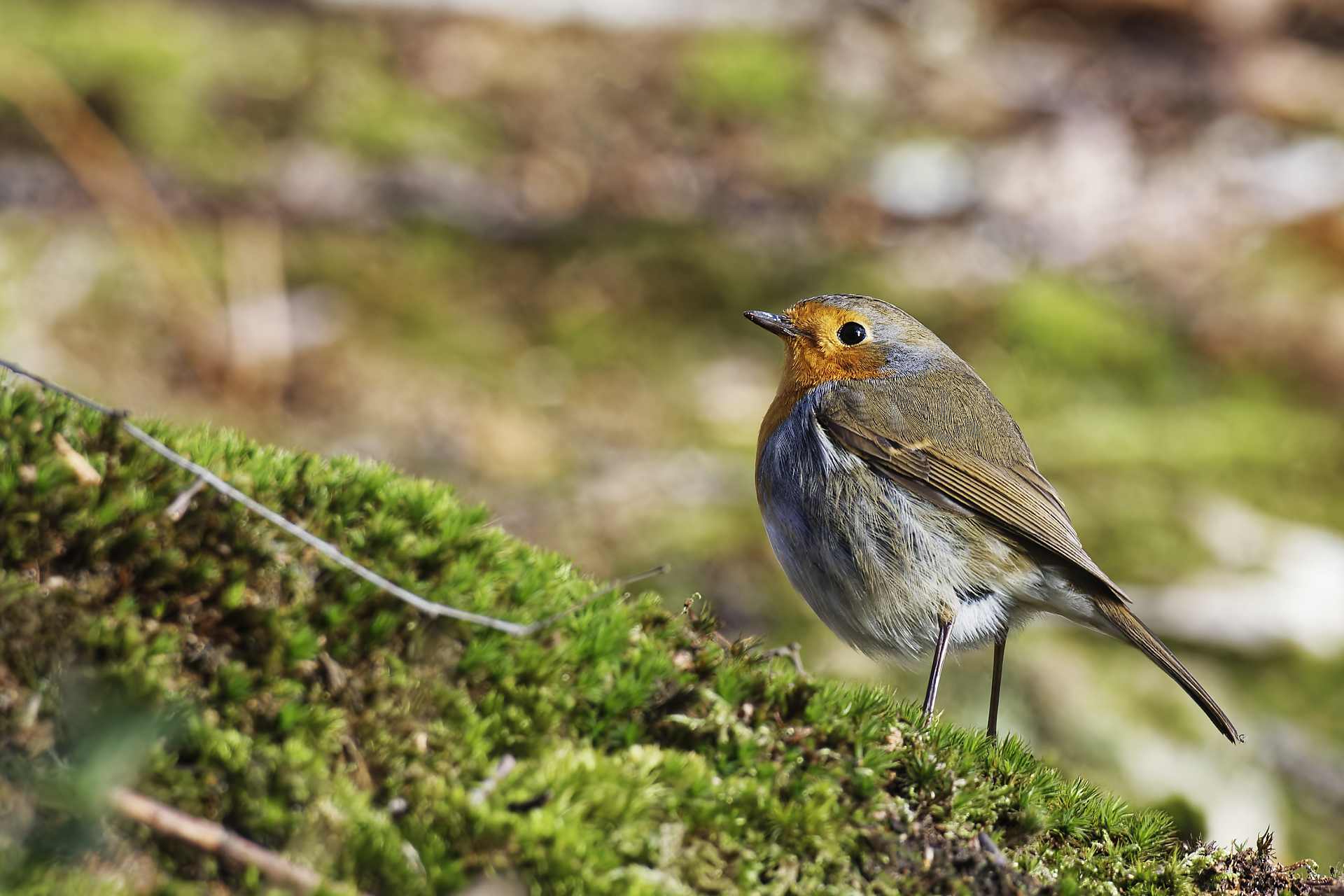 ROUGE-GORGE - LE MESSAGER DU PRINTEMPS