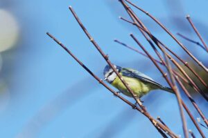 MÉSANGE BLEUE – ENTRE DOUCEUR ET GRAVITE