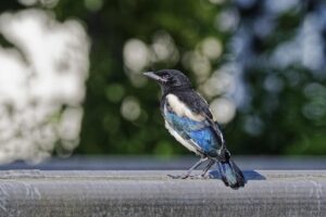 PIE JUVÉNILE – LA PETITE VOLEUSE EN HERBE