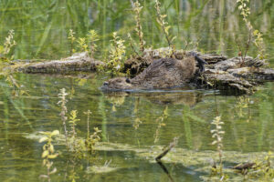 Ragondin – Plongeon