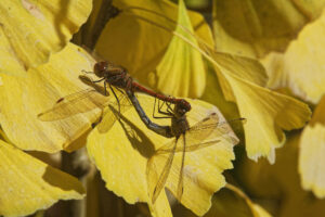 Sympetrum, couple en pleins ébats