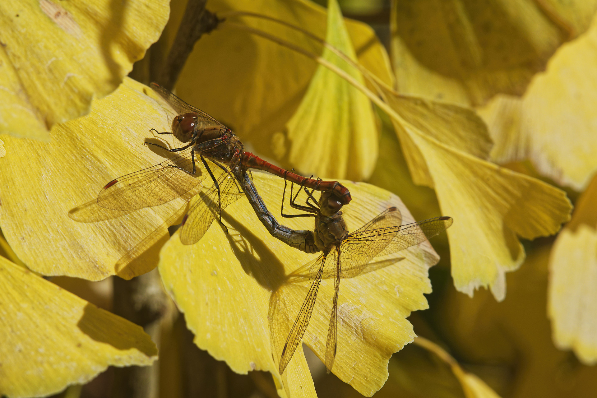 Sympetrum, couple en pleins ébats
