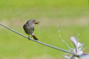 Rouge queue – Retour de chasse