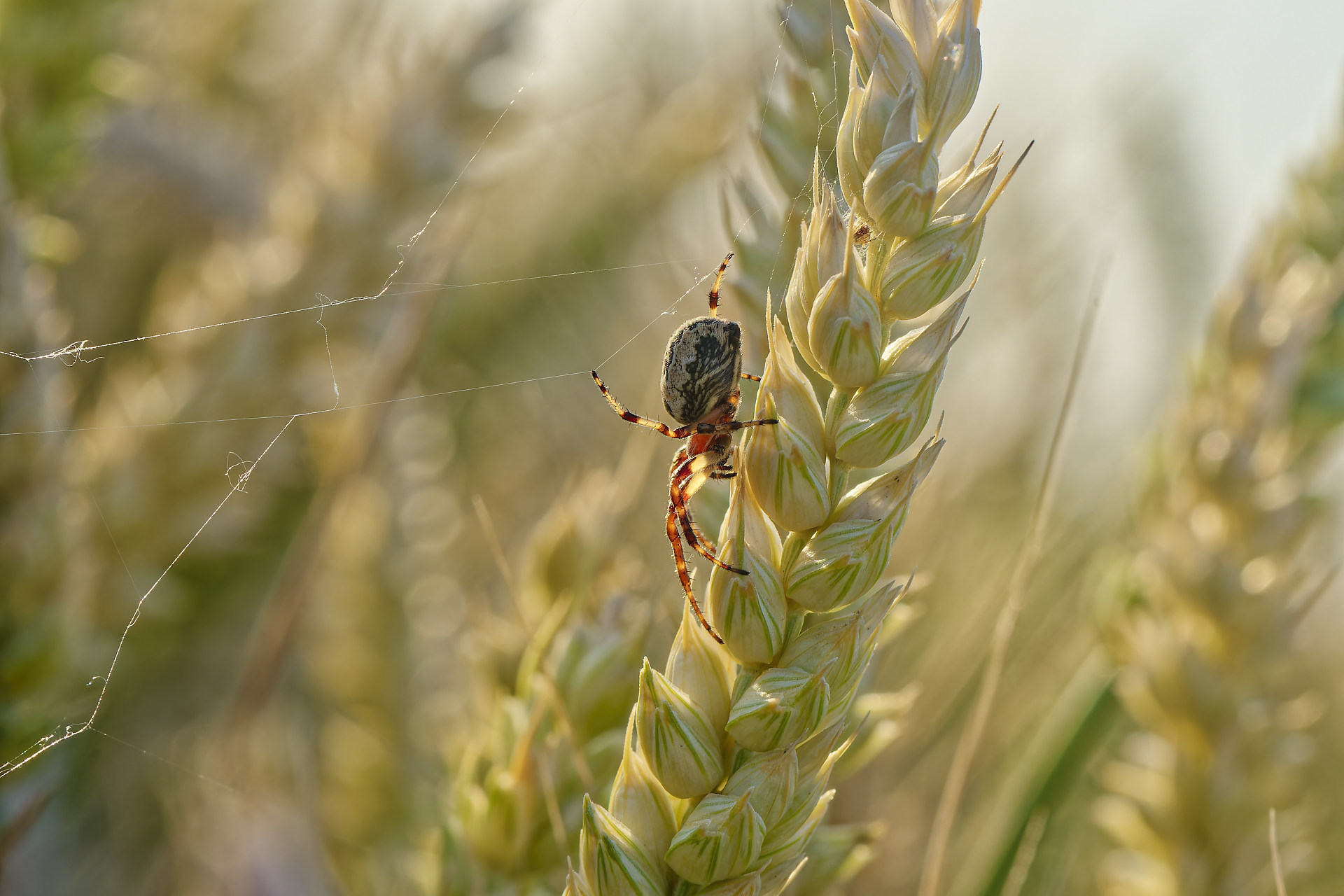 Épeire des roseaux, araignée sur le fil