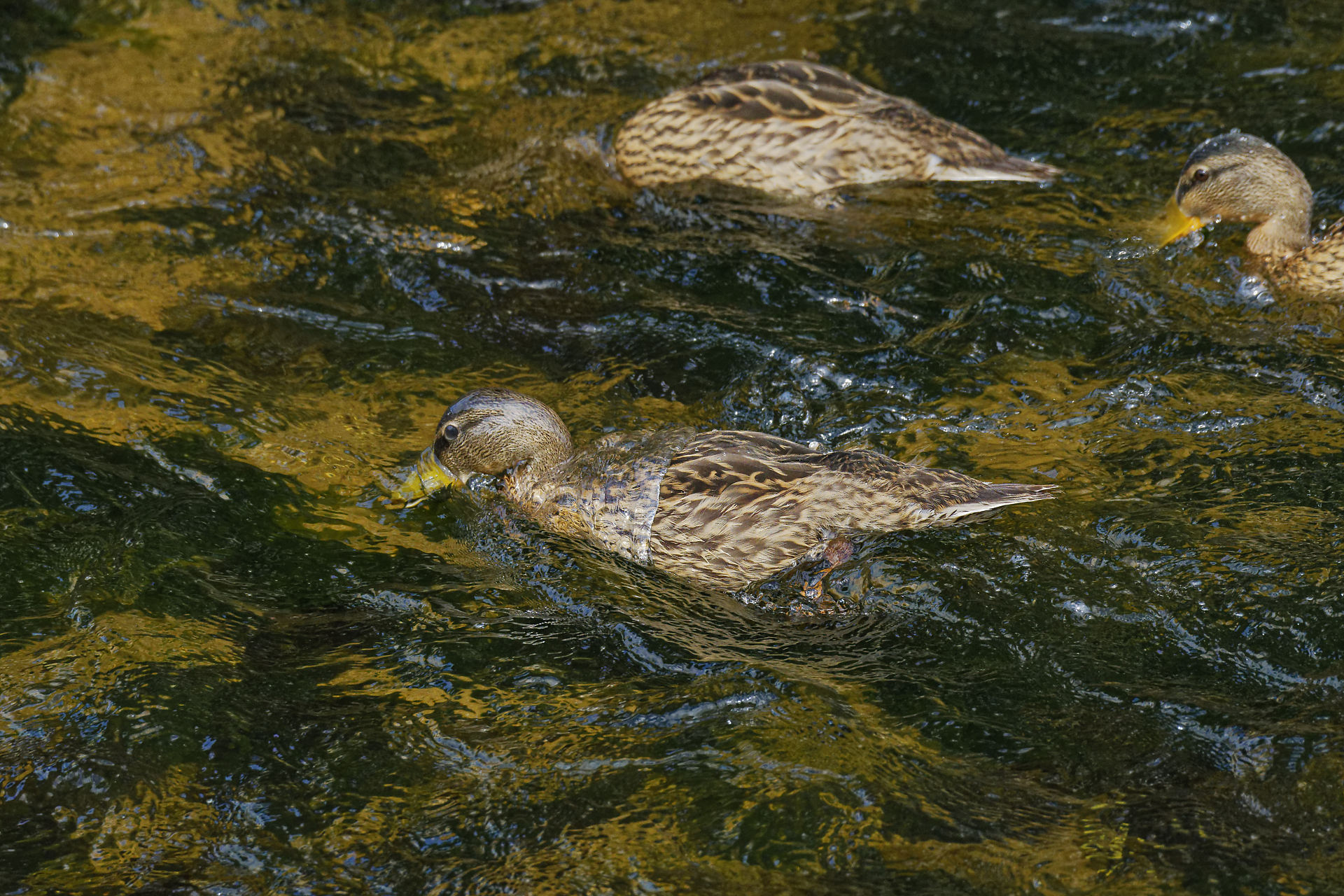 Canard colvert femelle, la cane pêche