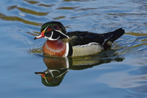 Canard carolin, réflexion