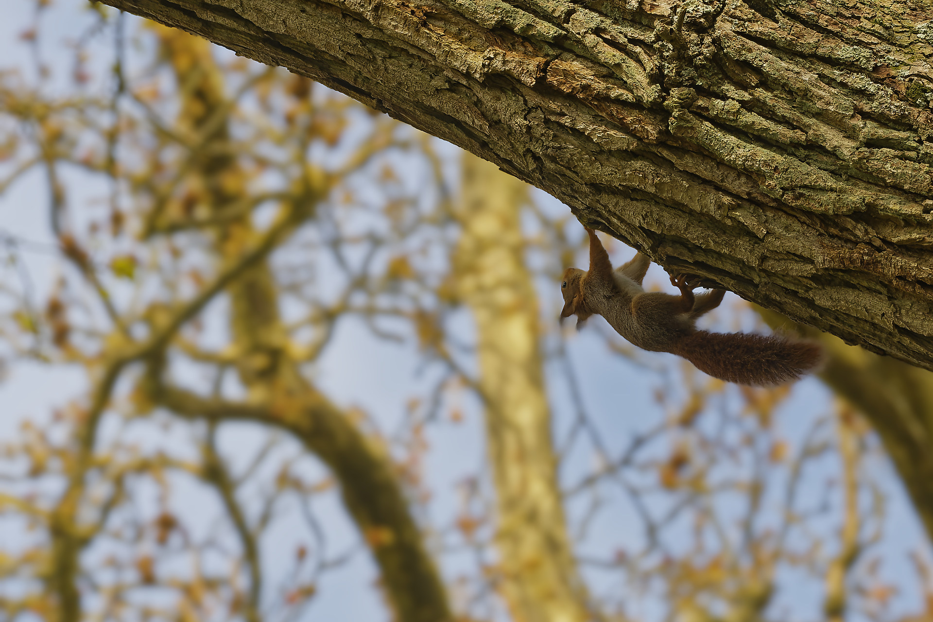 Écureuil acrobate